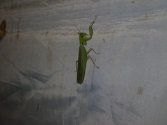 Dracomantis mirofraternus