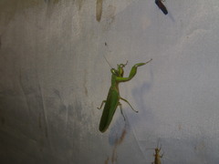 Dracomantis mirofraternus