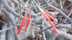 Psittacanthus sonorae