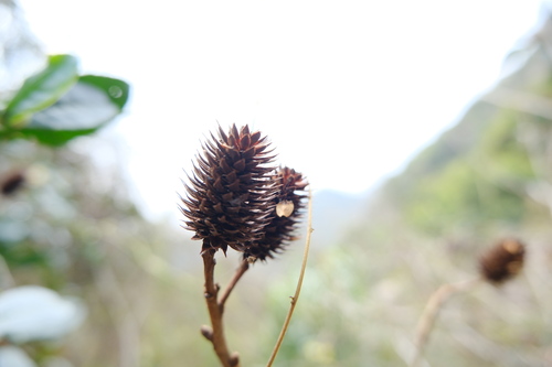 Platycarya strobilacea, photograph 3