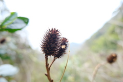 Platycarya strobilacea, photograph (c) 王天明, some rights reserved (CC BY)