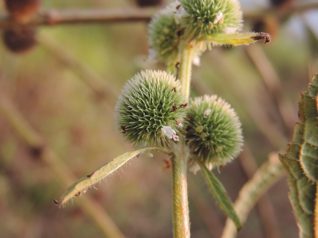 Hyptis brevipes (Hyptis brevipes)