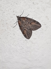 Chesias isabella
