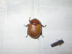 Dicaulocephalus fruhstorferi