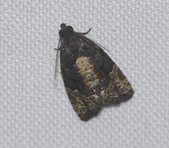 Asthenoptycha