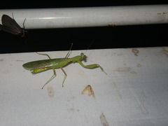 Dracomantis mirofraternus