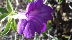Ruellia californica