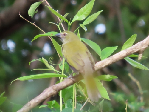 Streaked Saltator (Saltator striatipectus), photo 8