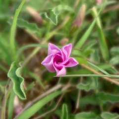 Ipomoea oblongata