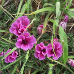 Ipomoea oblongata