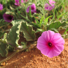 Ipomoea oblongata
