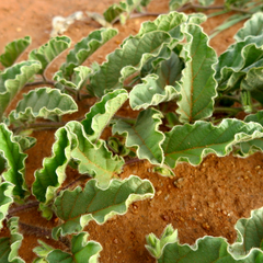 Ipomoea oblongata