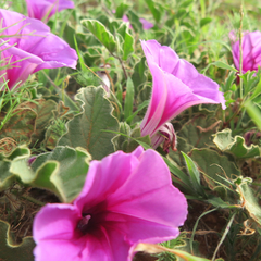 Ipomoea oblongata