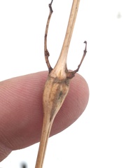 Neolasioptera boehmeriae