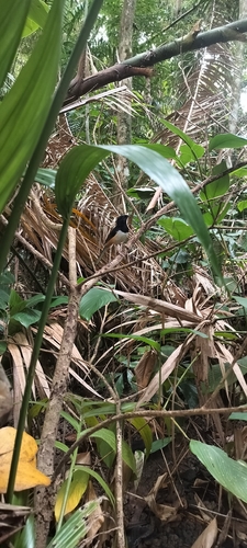 Andaman Shama (Copsychus albiventris), photo 3