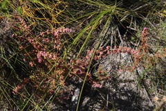 Erica parviflora