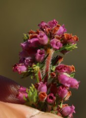 Erica parviflora