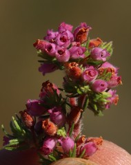 Erica parviflora