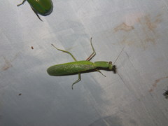 Dracomantis mirofraternus