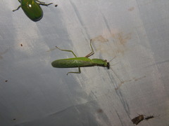 Dracomantis mirofraternus