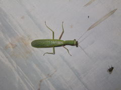 Dracomantis mirofraternus