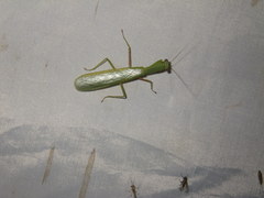 Dracomantis mirofraternus