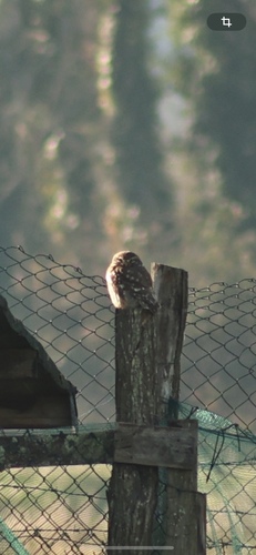 View observation of {o.common_name} on iNaturalist