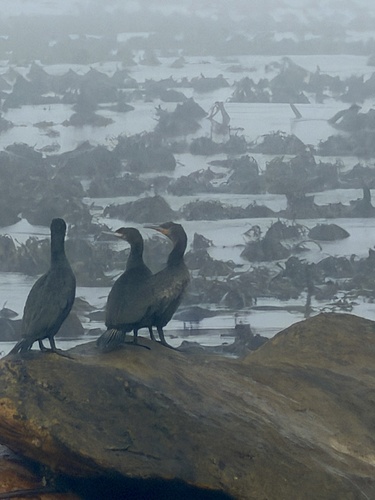 iNaturalist: (c) Alison Kock, some rights reserved (CC BY-NC), uploaded by Alison Kock iNaturalist image