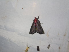 Toccolosida rubriceps