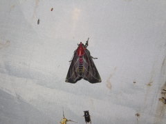 Toccolosida rubriceps