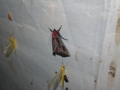 Toccolosida rubriceps