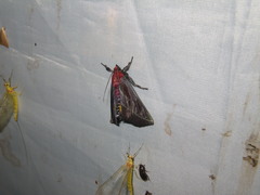 Toccolosida rubriceps