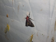 Toccolosida rubriceps