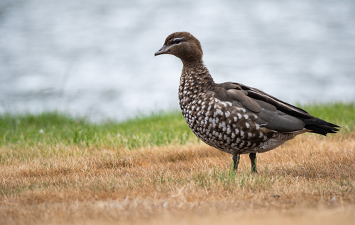 Canard à crinière