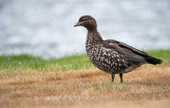 Maned Duck photo 2