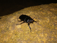 Dorcus