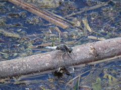 Leucorrhinia caudalis