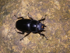 Dorcus