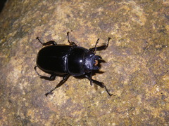 Dorcus