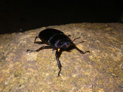 Dorcus
