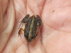 Leptodactylus albilabris