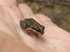 Leptodactylus albilabris
