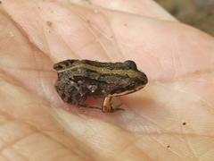 Leptodactylus albilabris