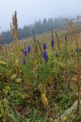 Aconitum soongaricum