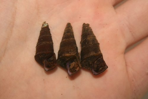 Skirted hornsnail