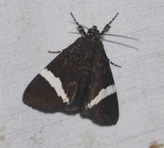 Coenotoca subaspersa