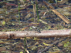Leucorrhinia caudalis