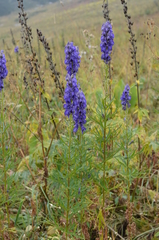 Aconitum soongaricum