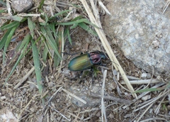 Poecilus kugelanni