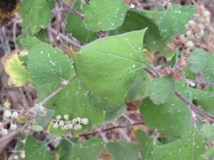 Ambrosia cordifolia